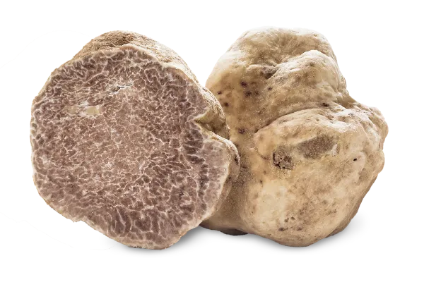 tartufo bianco Sacchi tartufi